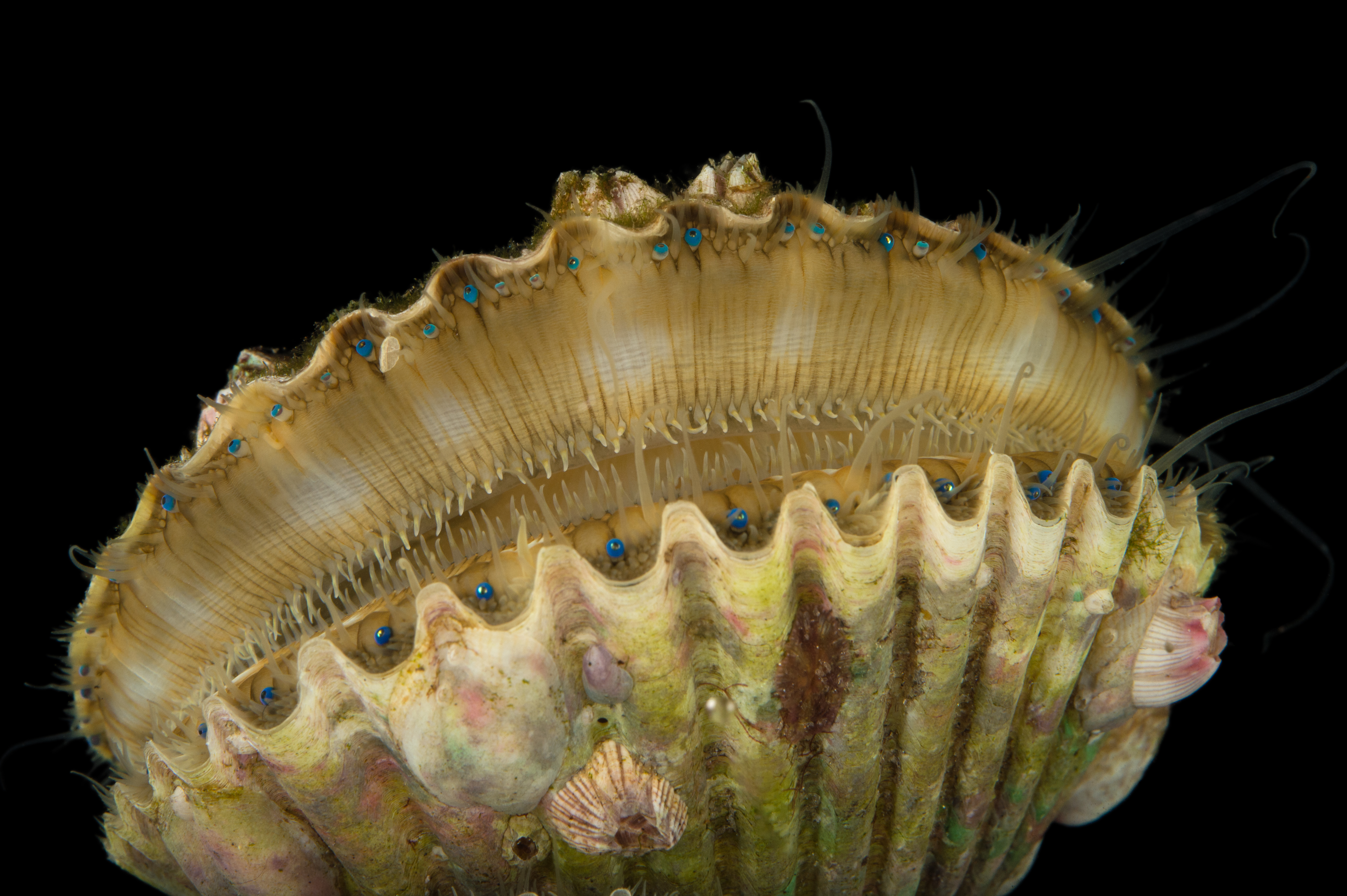 Bivalves - Gulf Specimen Marine Lab