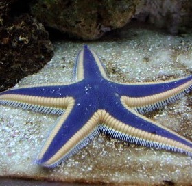 starfish fish star sea aquarium royal stars saltwater ocean marine tank linckia brittle species astropecten orange articulatus fromia gulf found