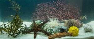 marine aquarium supply marine aquarium supply